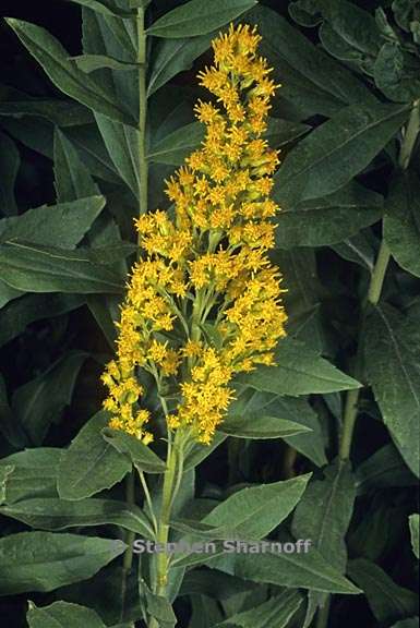 solidago elongata 9 graphic